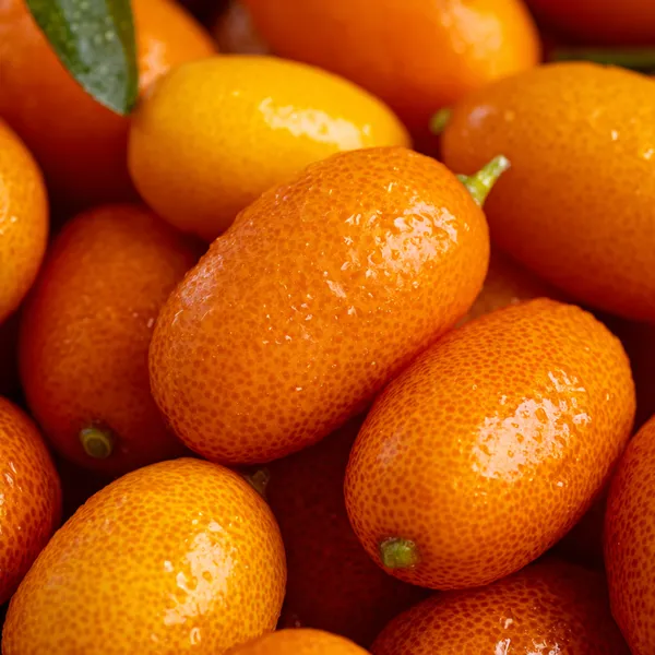 Kumquat