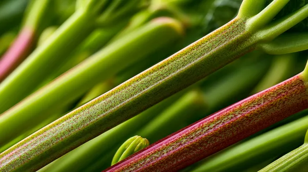 Rhubarbe verte